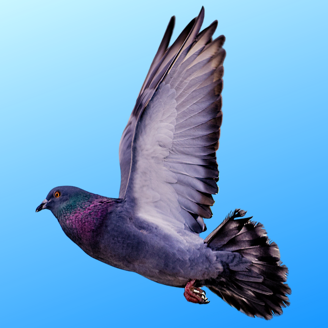 A racing pigeon